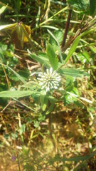 Trifolium squarrosum