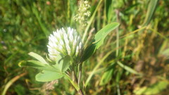 Trifolium squarrosum