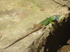 Lacerta schreiberi