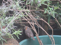 Erithacus rubecula