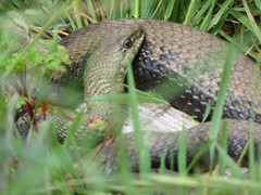 Malpolon monspessulanus