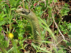 Malpolon monspessulanus