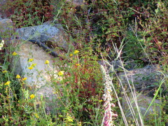Malpolon monspessulanus