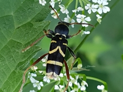 Clytus arietis