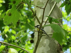 Parus major
