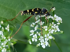 Clytus arietis
