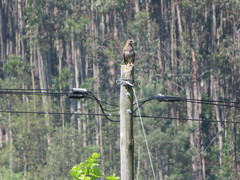 Buteo buteo