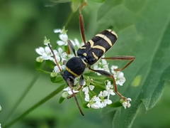 Clytus arietis