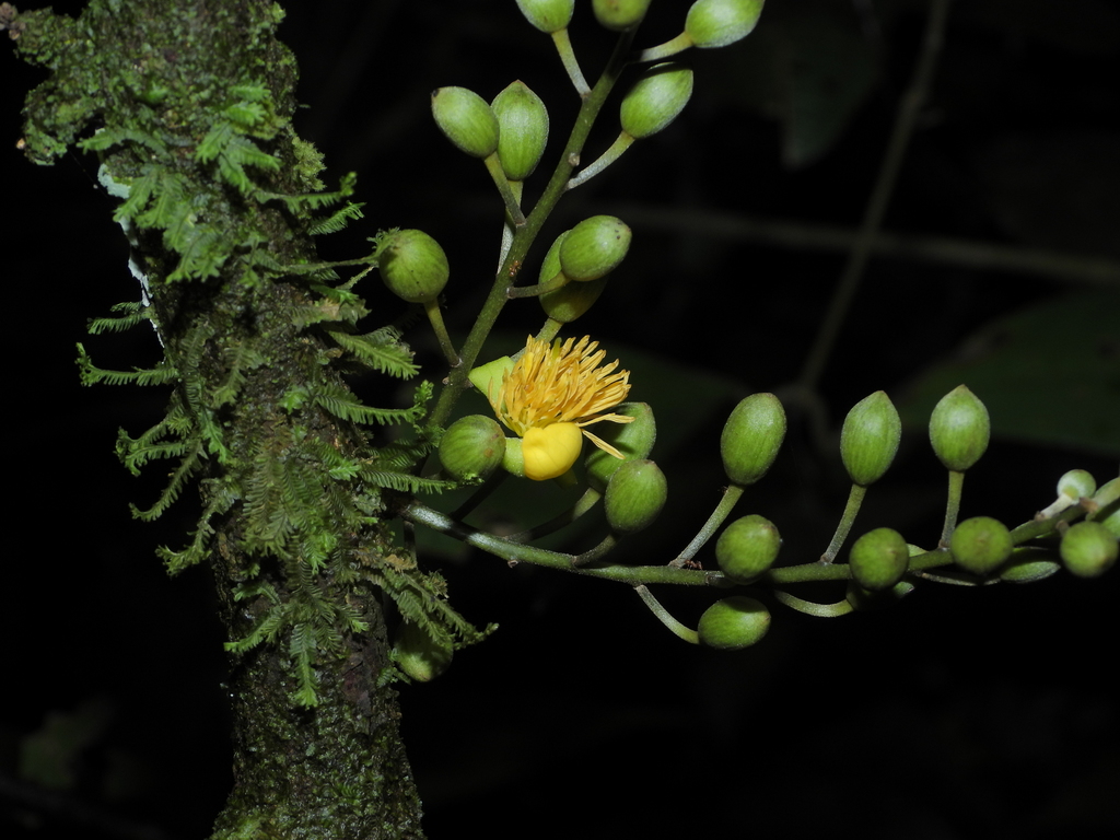 Candolleodendron