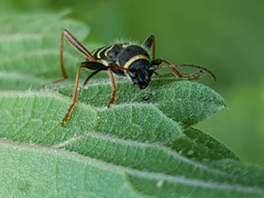 Clytus arietis