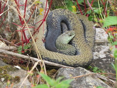 Malpolon monspessulanus