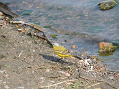 Motacilla flava