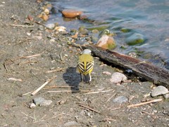Motacilla flava