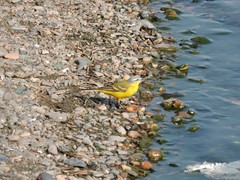 Motacilla flava
