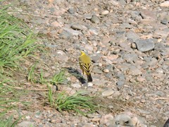 Motacilla flava