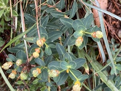 Euphorbia flavicoma