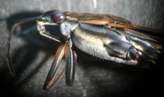 Gerris odontogaster
