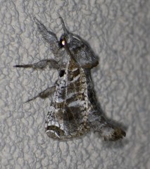 Inguromorpha arcifera