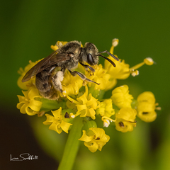 Lasioglossum versatum
