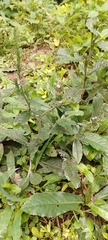 Pseudelephantopus spicatus
