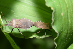 Anasa maculipes