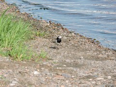 Motacilla alba personata