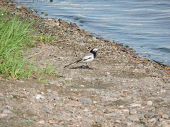 Motacilla alba personata