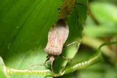 Anasa maculipes