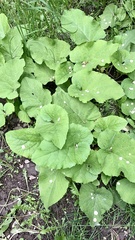 Arctium