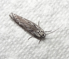 Ethmia discostrigella
