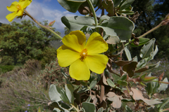Cistus atriplicifolius