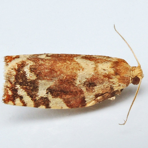 Oak Leafroller Moth photo 4