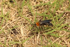 Campsomeriella