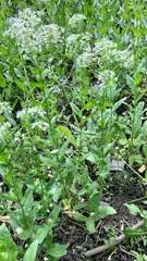 Lepidium draba