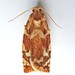 Oak Leafroller Moth - Photo (c) Bill Keim, some rights reserved (CC BY)