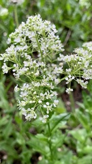 Lepidium draba