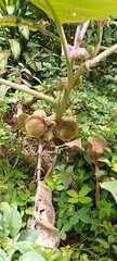 Solanum pseudolulo