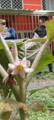 Solanum pseudolulo