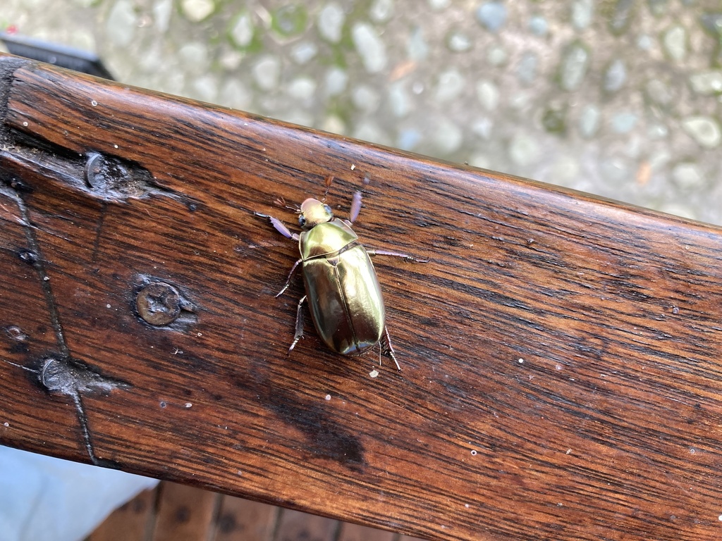 Chrysina dzidorhum