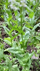 Lepidium draba