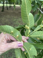 Phylloxera russellae