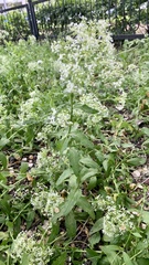 Lepidium draba
