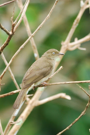 Cream-vented Bulbul (birds Of Singapore) · Inaturalist