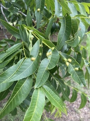 Phylloxera russellae