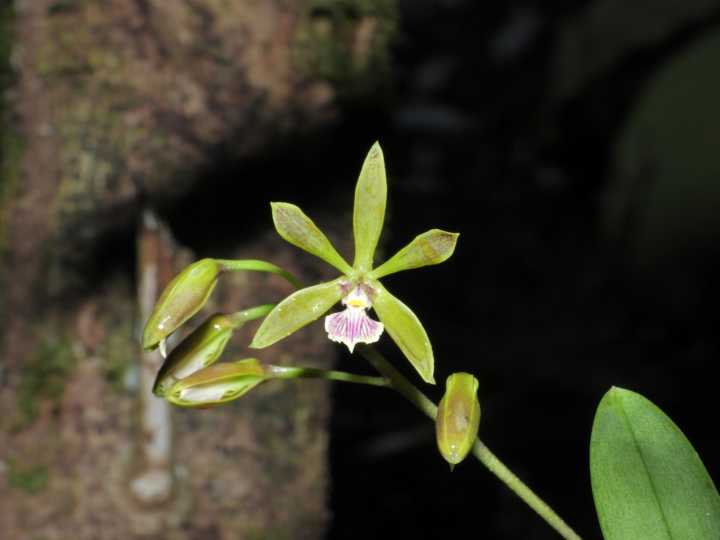 Encyclia guianensis Carnevali & G.A.Romero