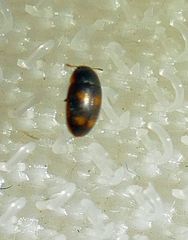 Litargus tetraspilotus