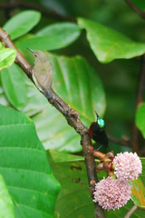 Leptocoma brasiliana