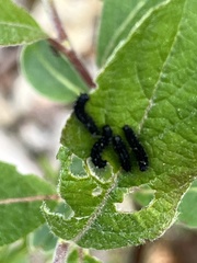 Gonioctena viminalis