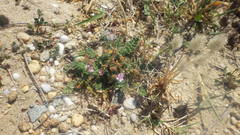 Erodium lebelii