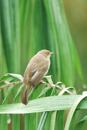 Asian Red-Eyed Bulbul